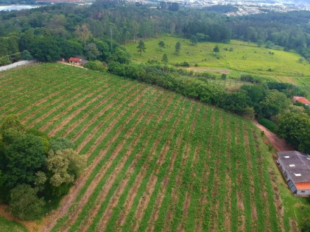 Sítio, 11 hectares - Foto 4