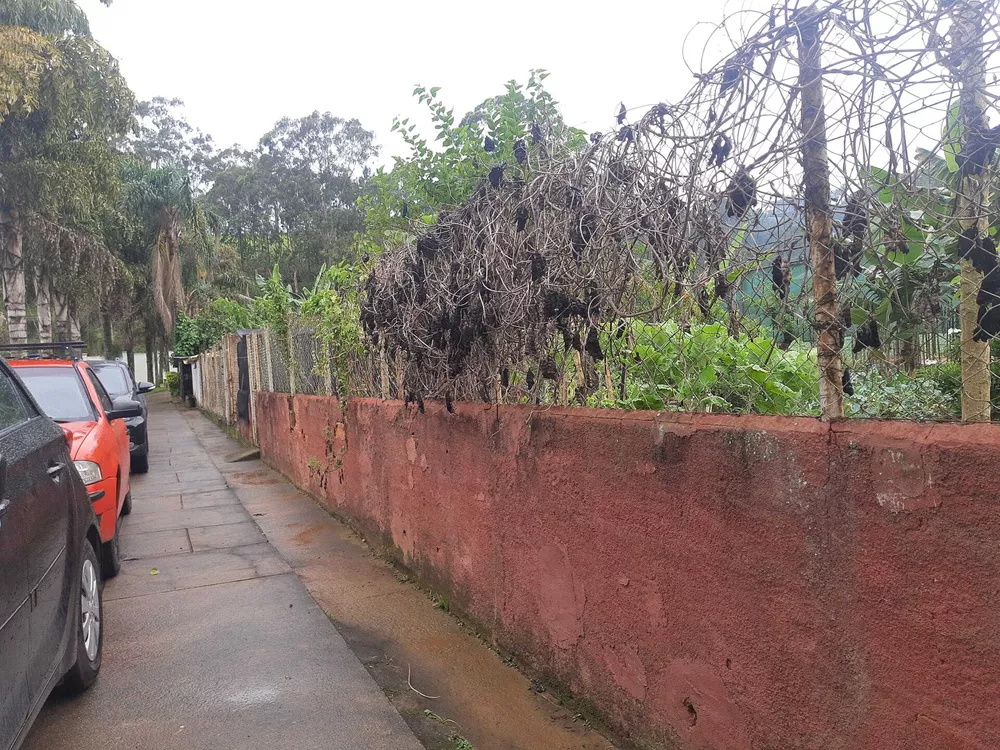 Chácara, 5000 m² - Foto 5