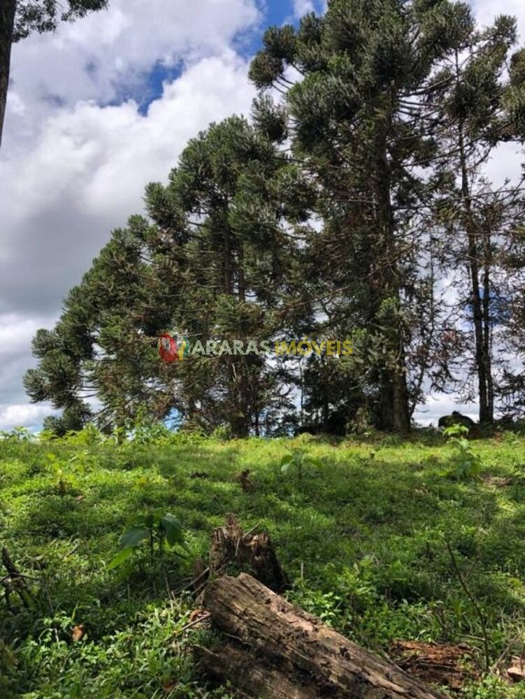 Terreno, 3 hectares - Foto 4