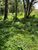 Terreno, 3 hectares - Foto 3