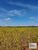 Fazenda, 847 hectares - Foto 3