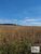 Fazenda-Sítio-Chácara, 847 hectares - Foto 8