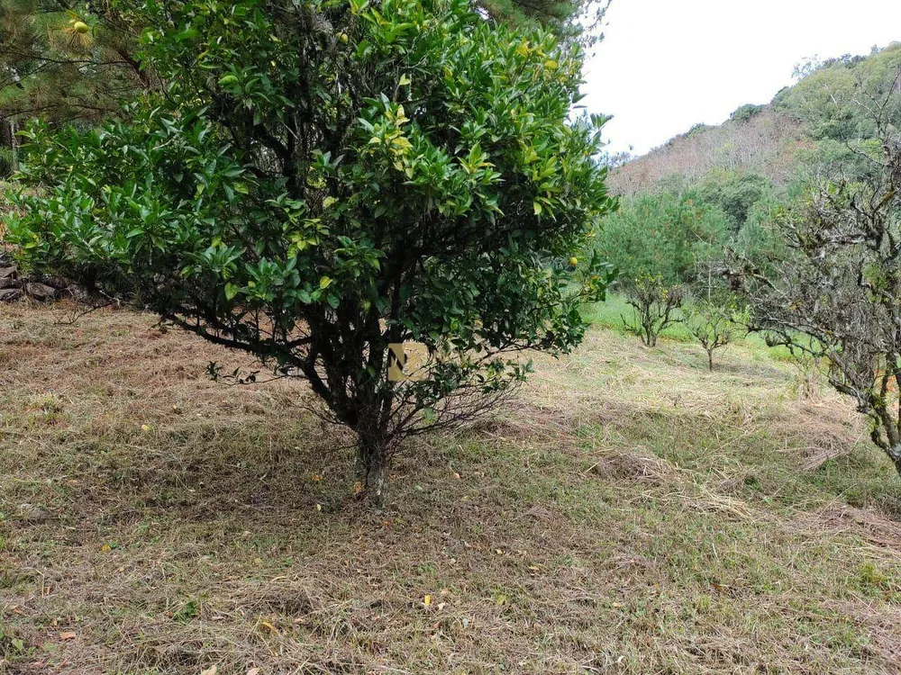 Sítio, 4 hectares - Foto 4