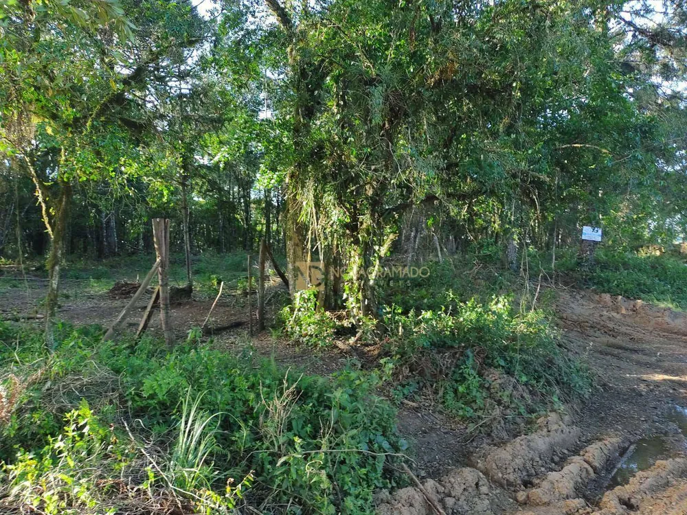 Terreno, 3 hectares - Foto 3
