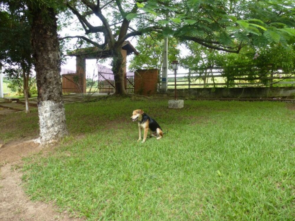 Sítio, 7 quartos, 4 hectares - Foto 4