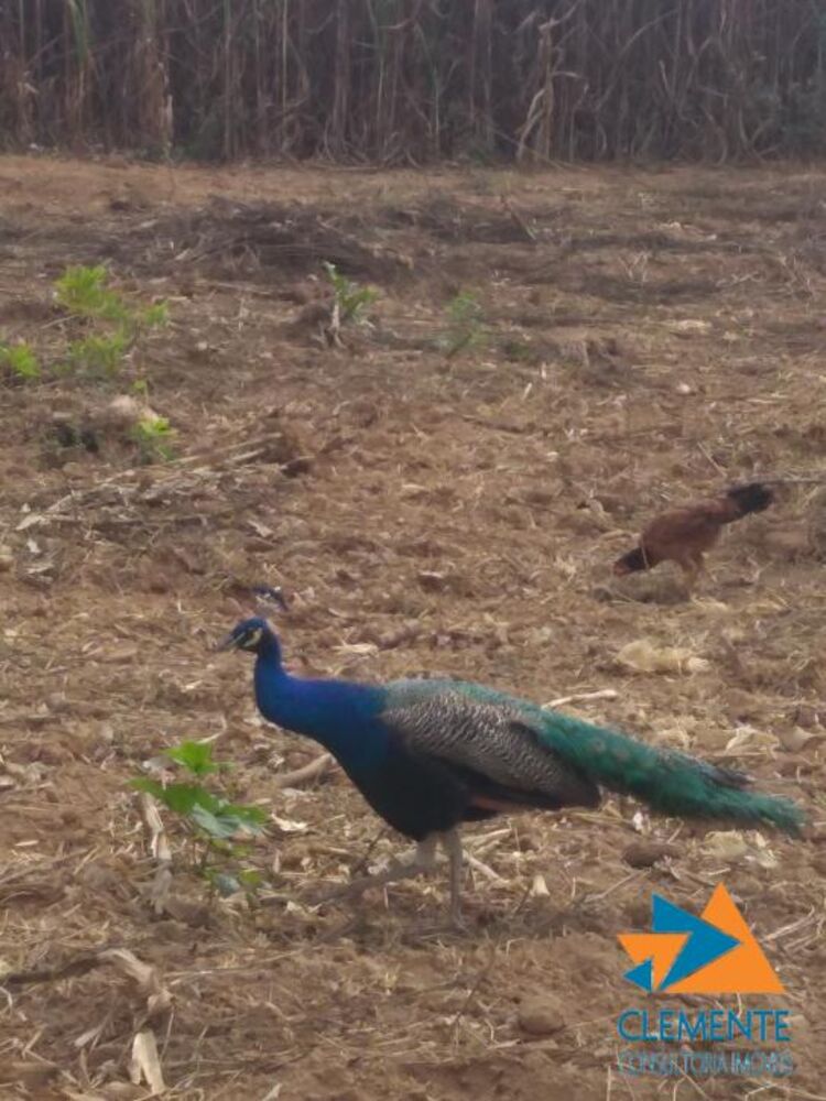 Fazenda, 250 m² - Foto 9