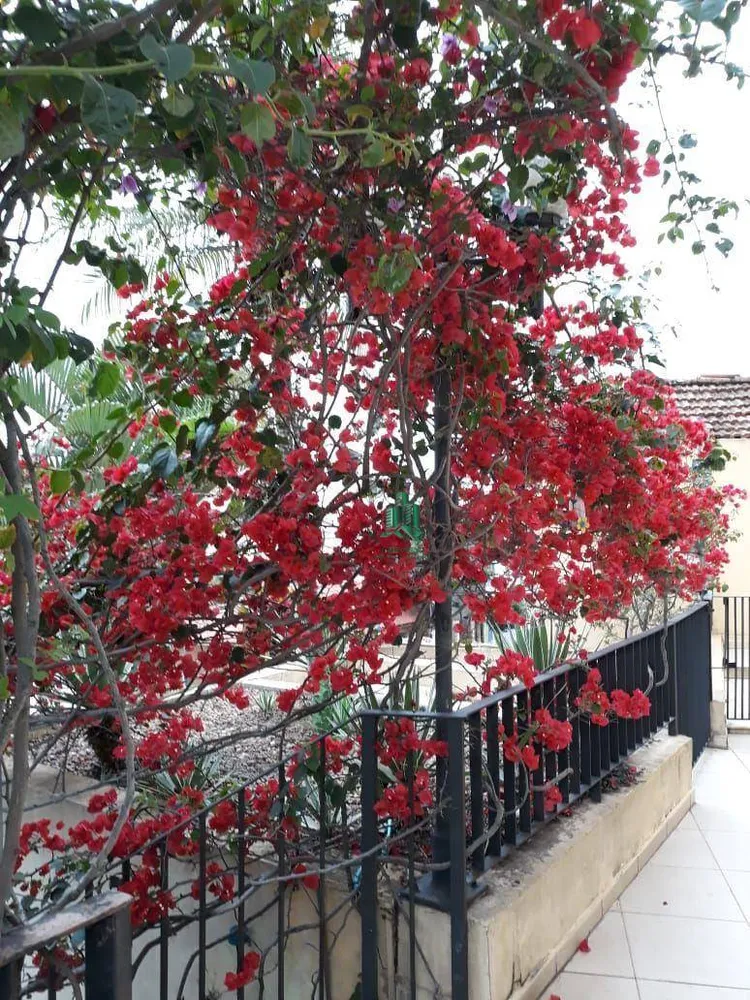 Apartamento, 2 quartos, 60 m² - Foto 12