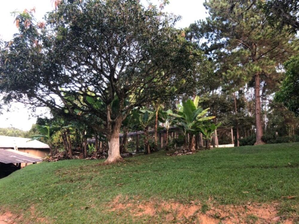 Chácara, 4 quartos, 3 hectares - Foto 9