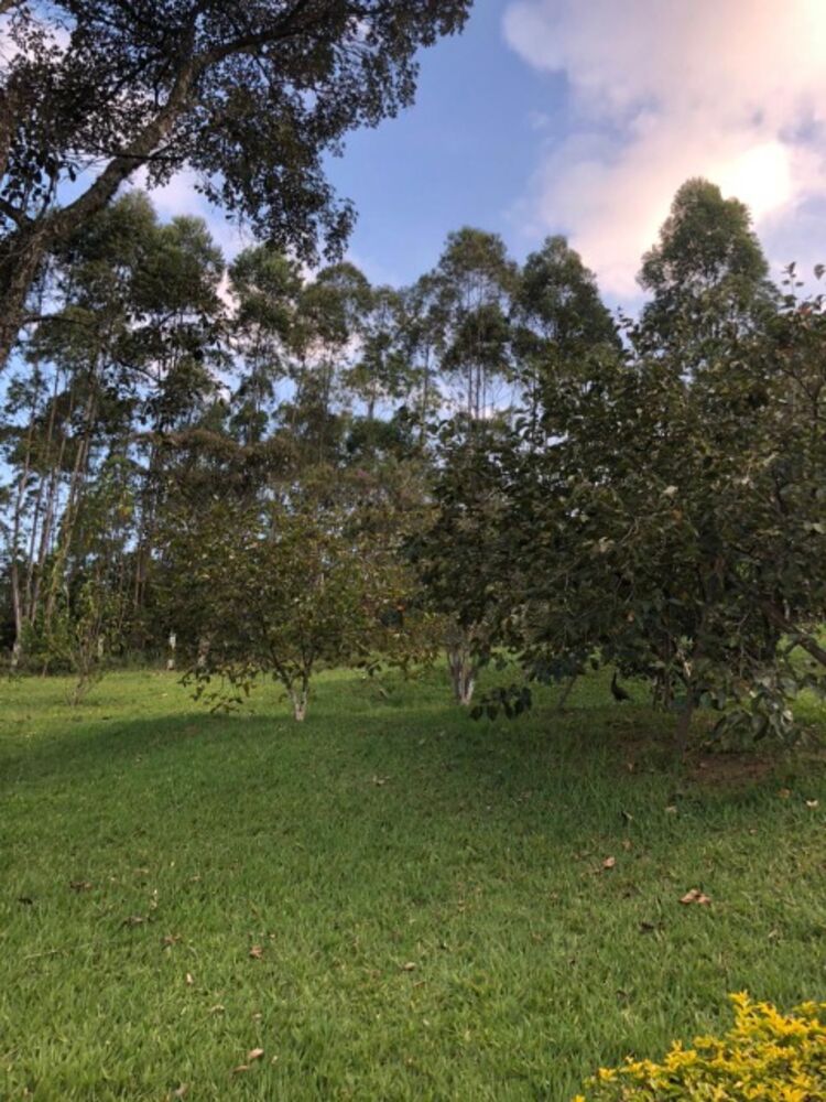 Chácara, 4 quartos, 3 hectares - Foto 18