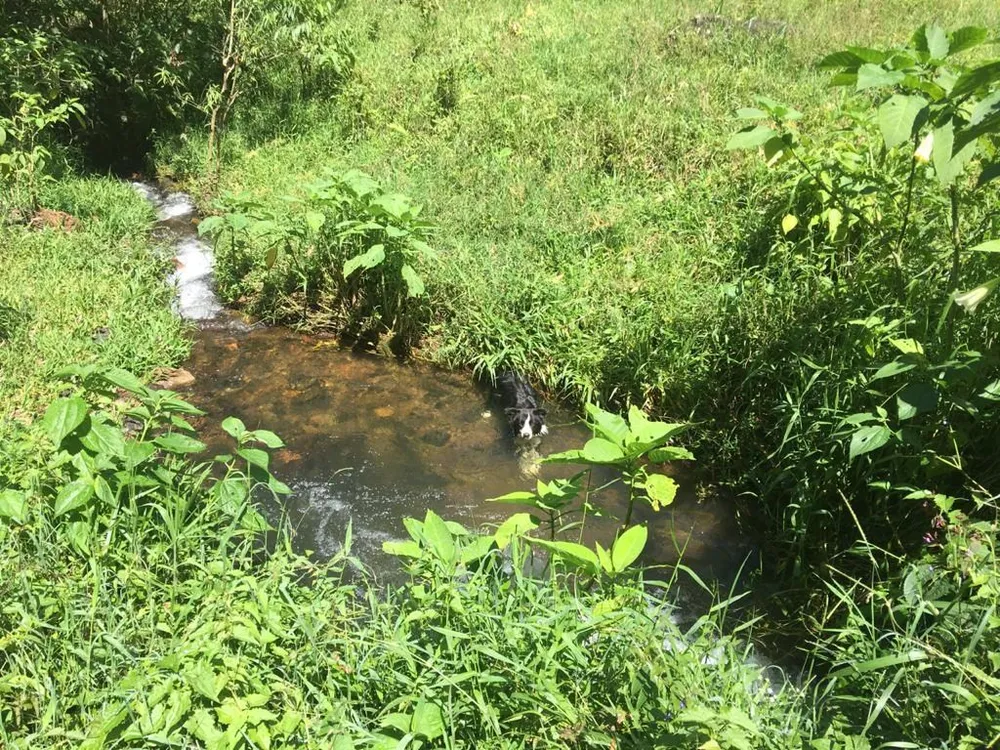 Fazenda, 281 hectares - Foto 10