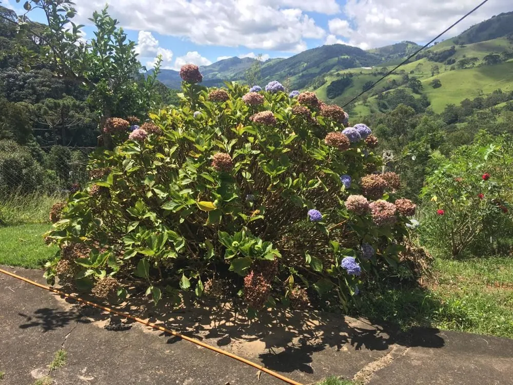 Fazenda, 281 hectares - Foto 11