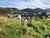 Terreno, 525 m² - Foto 2