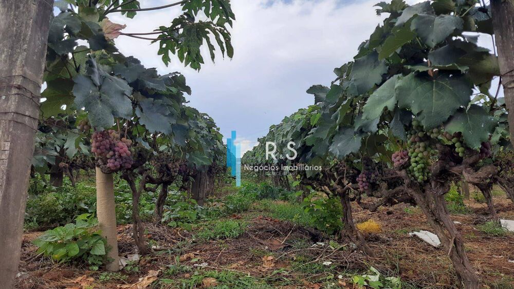 Sítio, 18 quartos, 4 hectares - Foto 7
