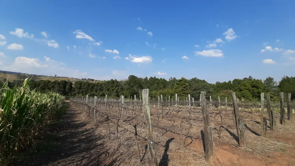 Terreno, 4 hectares - Foto 12