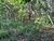 Terreno, 2 hectares - Foto 11