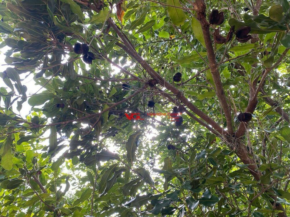 Sítio, 2 quartos, 2 hectares - Foto 7