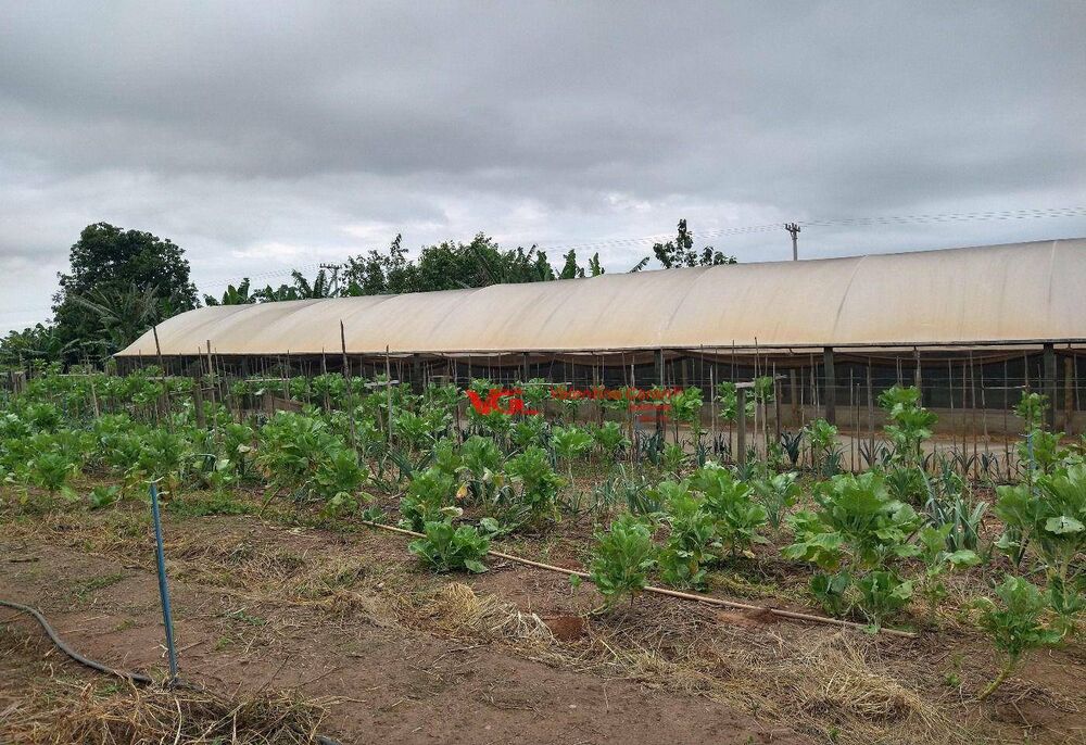 Sítio, 5 quartos, 4000 m² - Foto 10