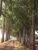 Terreno, 65 hectares - Foto 2