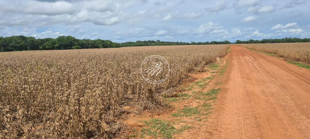 Fazenda - Foto 4