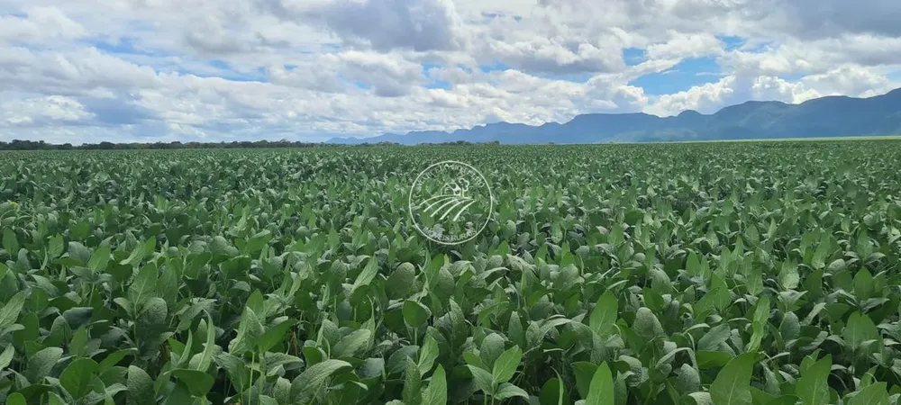 Fazenda - Foto 3