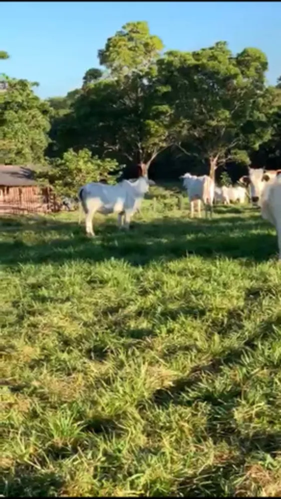 Fazenda - Foto 6