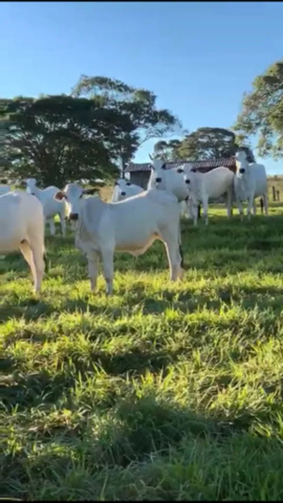 Fazenda - Foto 8