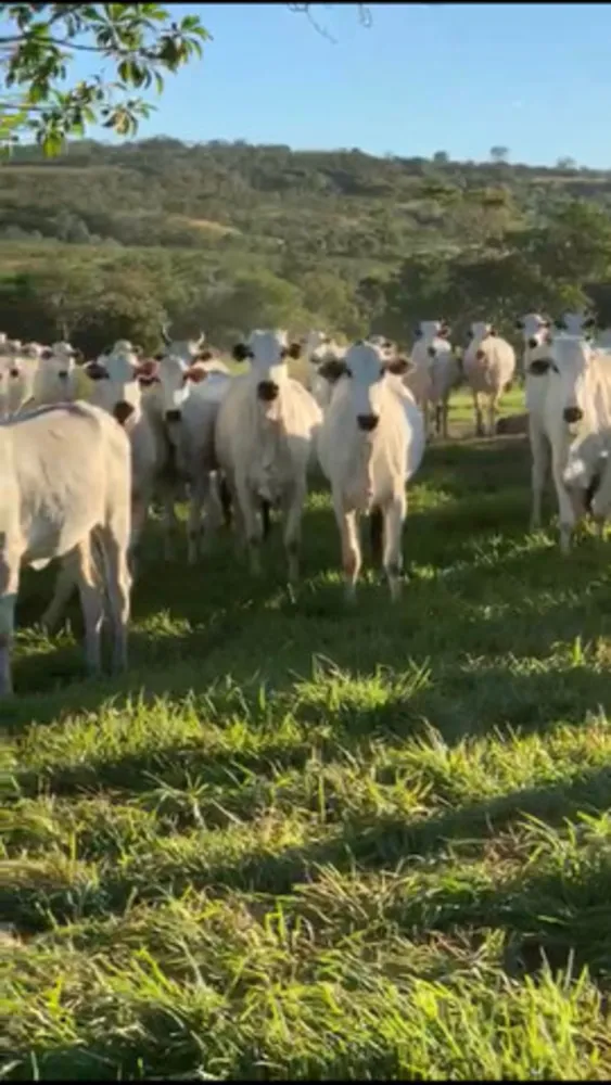 Fazenda - Foto 6