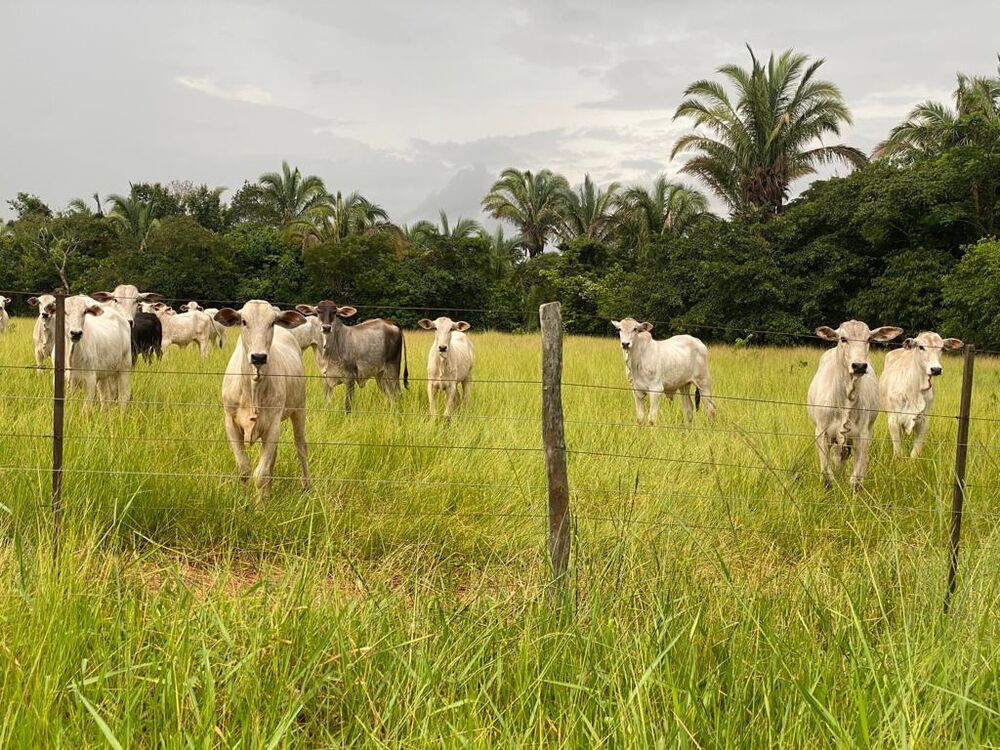 Fazenda, 7 quartos - Foto 4