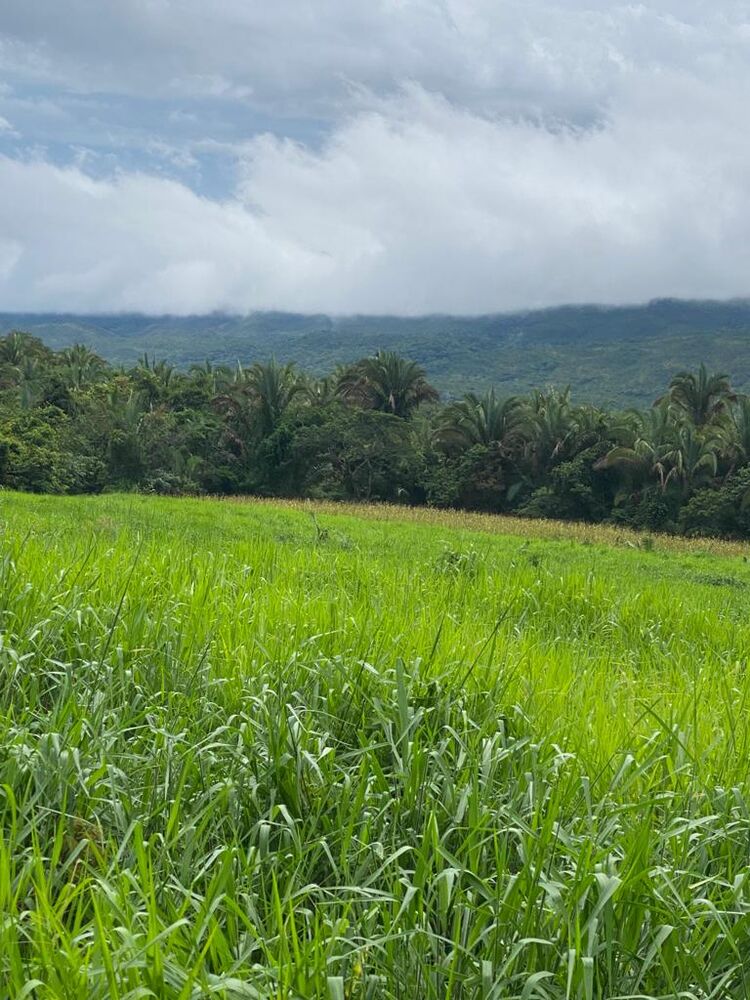 Fazenda, 7 quartos - Foto 2