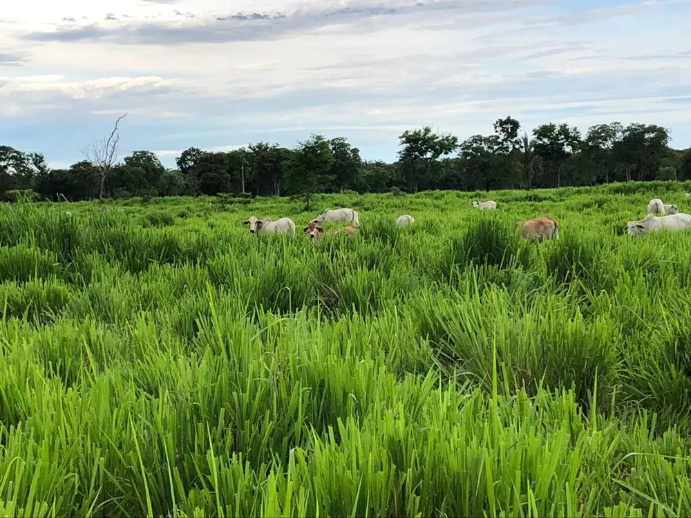 Fazenda à venda com 4 quartos, 378m² - Foto 2