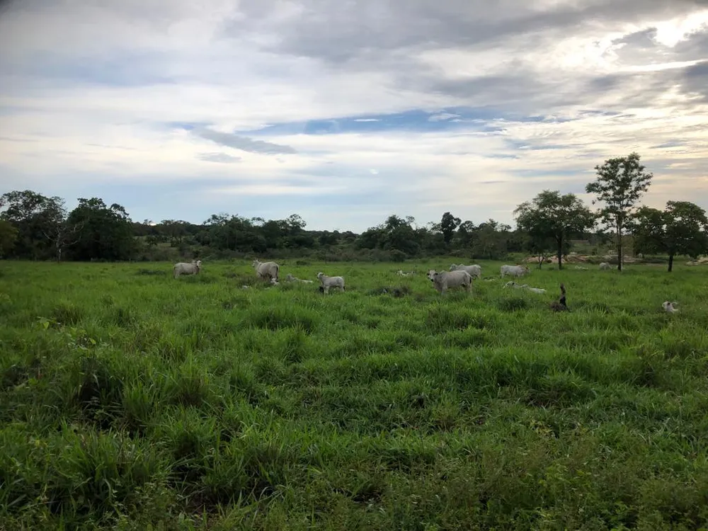 Fazenda, 4 quartos - Foto 14