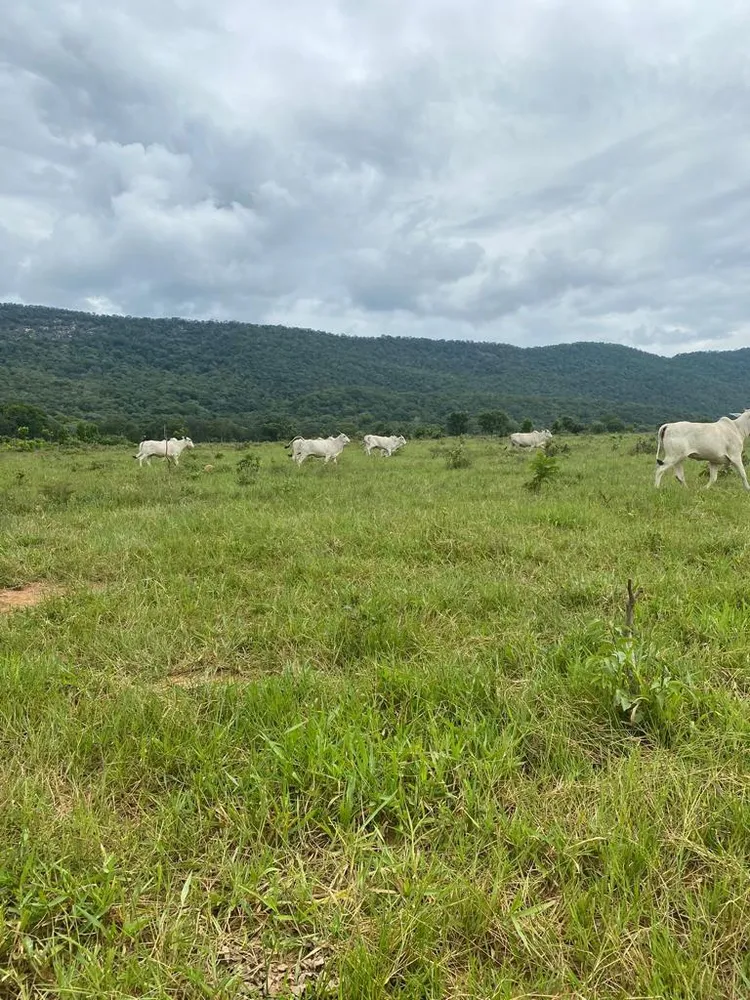 Fazenda - Foto 12