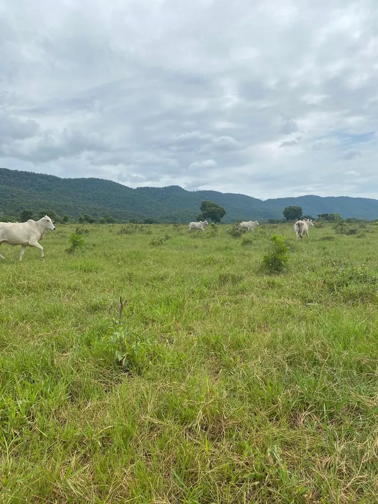 Fazenda - Foto 15