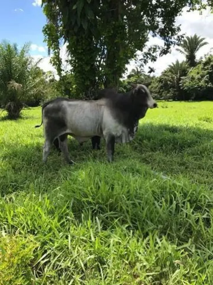 Fazenda à venda com 4 quartos, 521m² - Foto 4