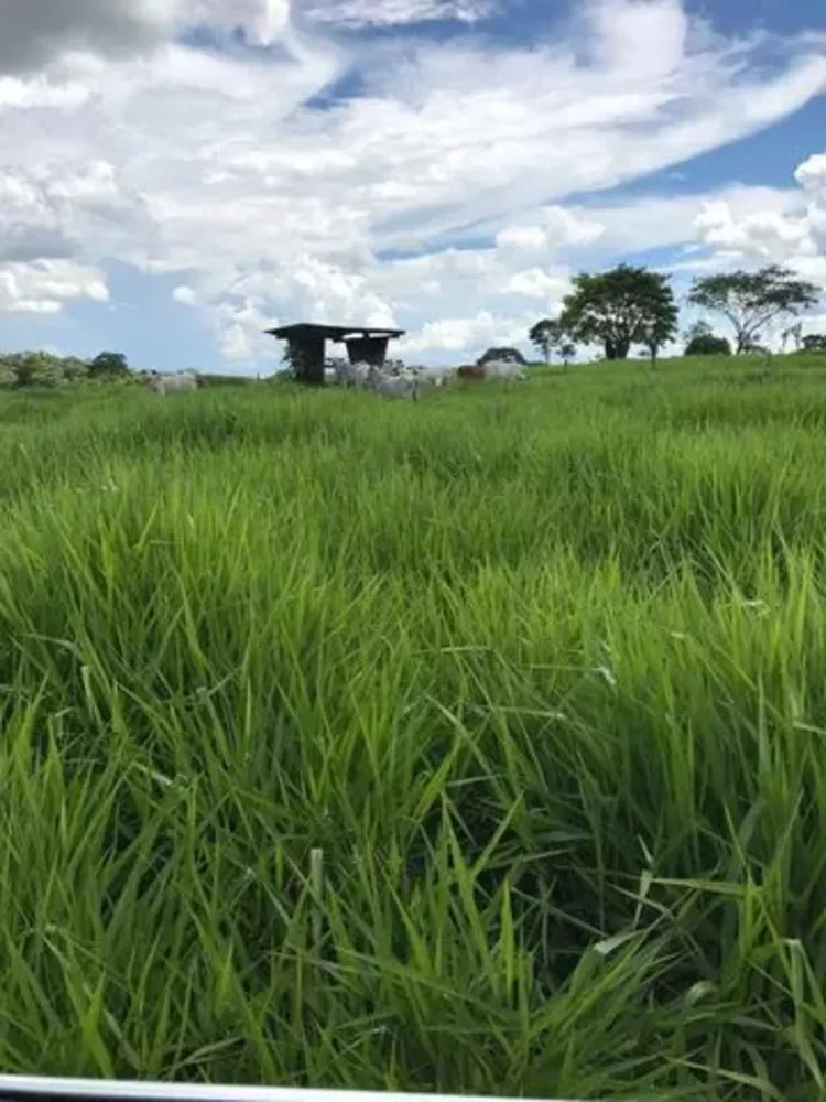 Fazenda à venda com 4 quartos, 521m² - Foto 3