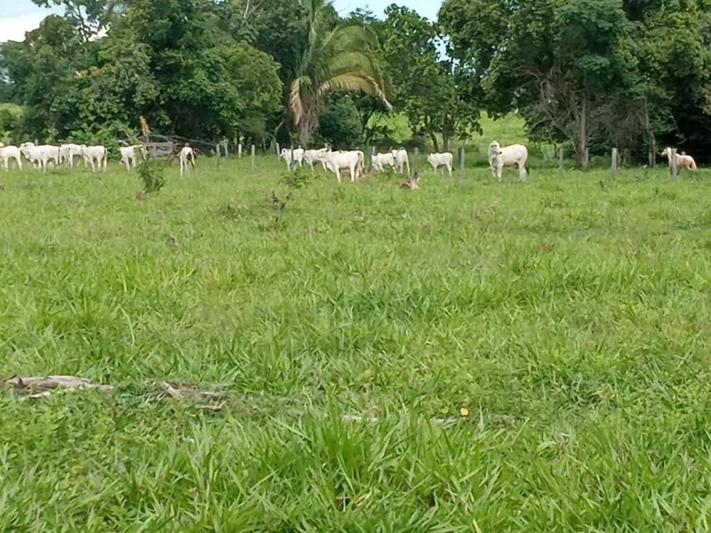 Fazenda - Foto 9