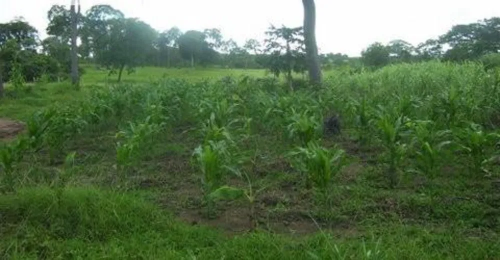 Fazenda, 3 quartos - Foto 4