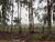 Fazenda - Foto 2