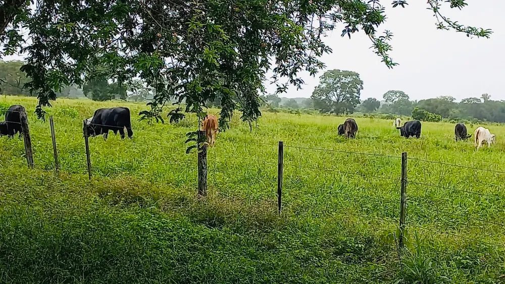 Fazenda - Foto 6