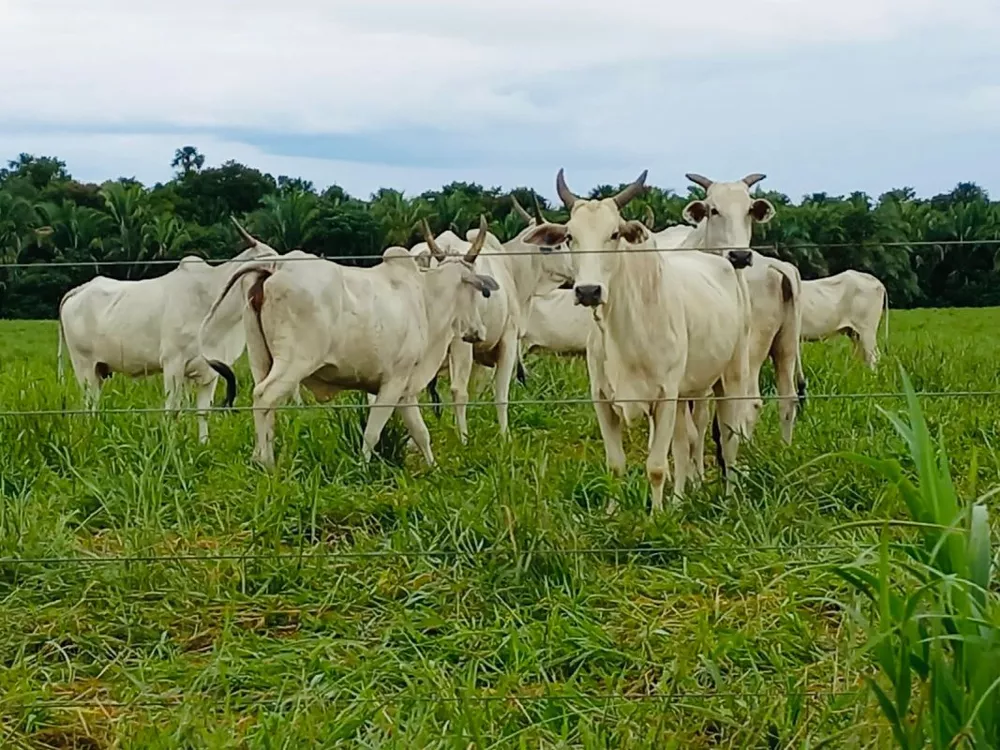 Fazenda à venda, 514m² - Foto 2