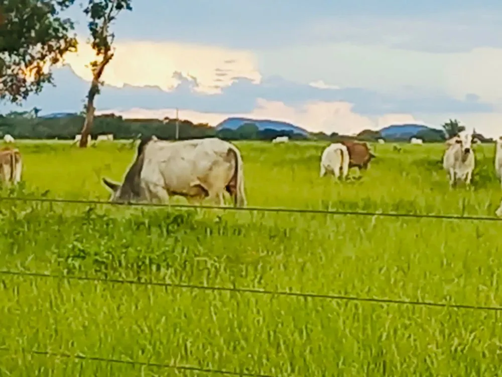 Fazenda - Foto 5