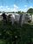 Fazenda - Foto 1