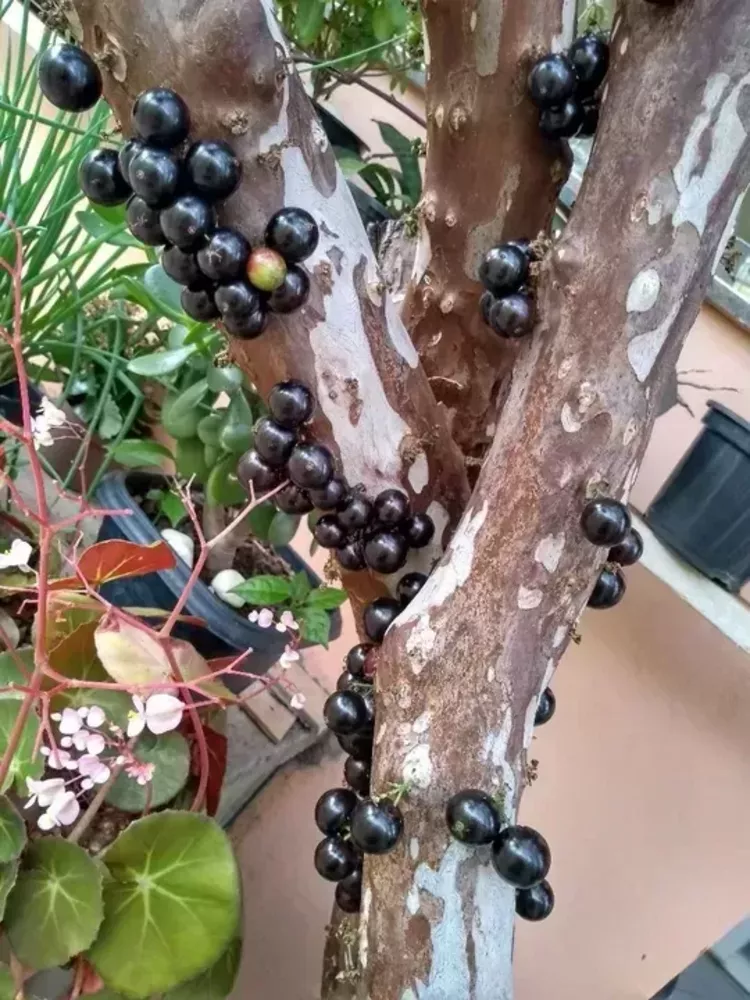 Casa, 3 quartos, 260 m² - Foto 3