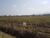 Terreno, 2 hectares - Foto 7