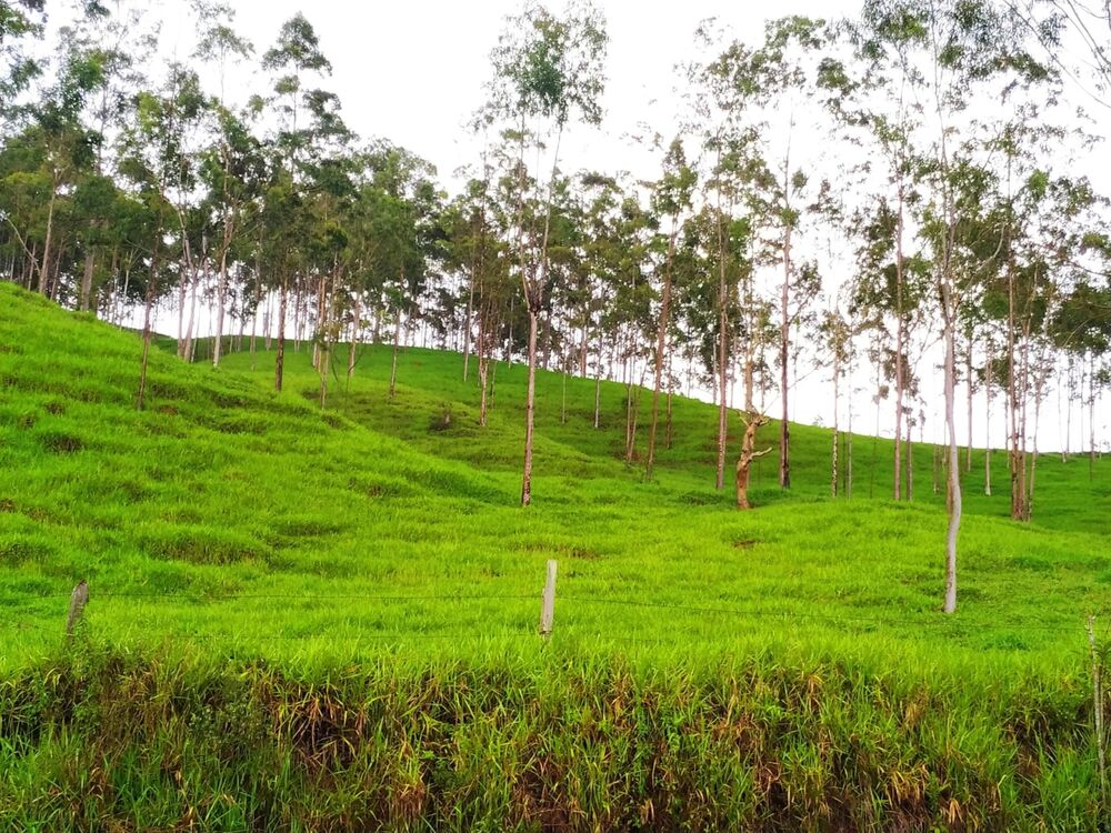 Terreno, 3 hectares - Foto 2