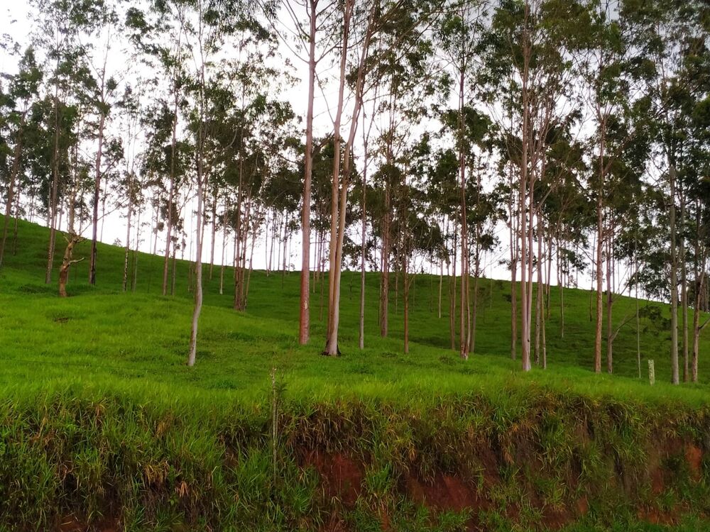 Terreno, 3 hectares - Foto 3