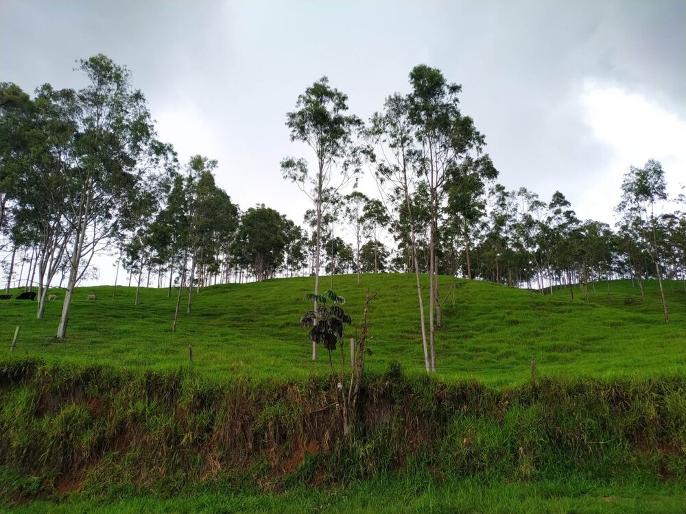 Terreno, 3 hectares - Foto 4