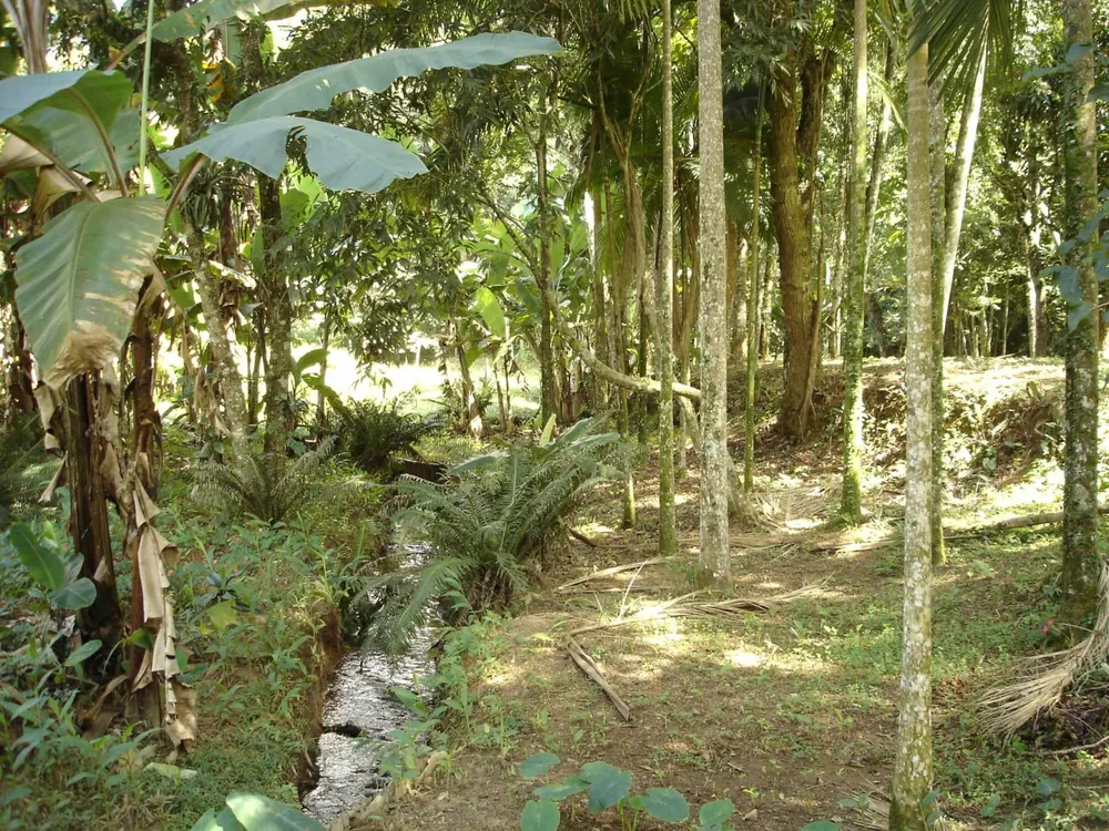 Sítio, 3 quartos, 5 hectares - Foto 3