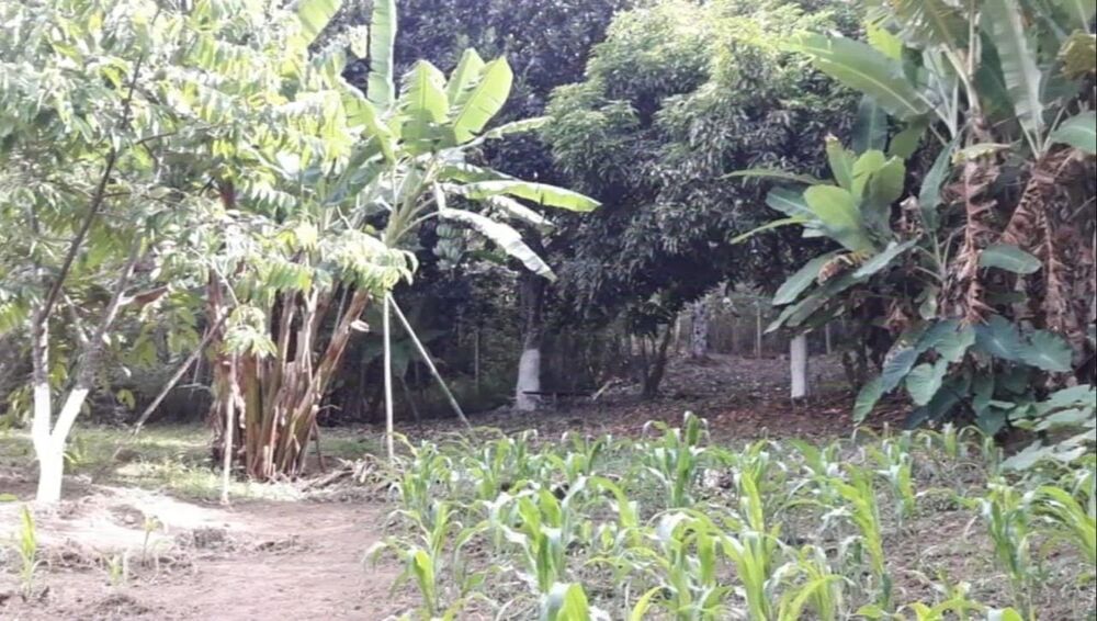 Sítio à venda com 3 quartos, 31000m² - Foto 1