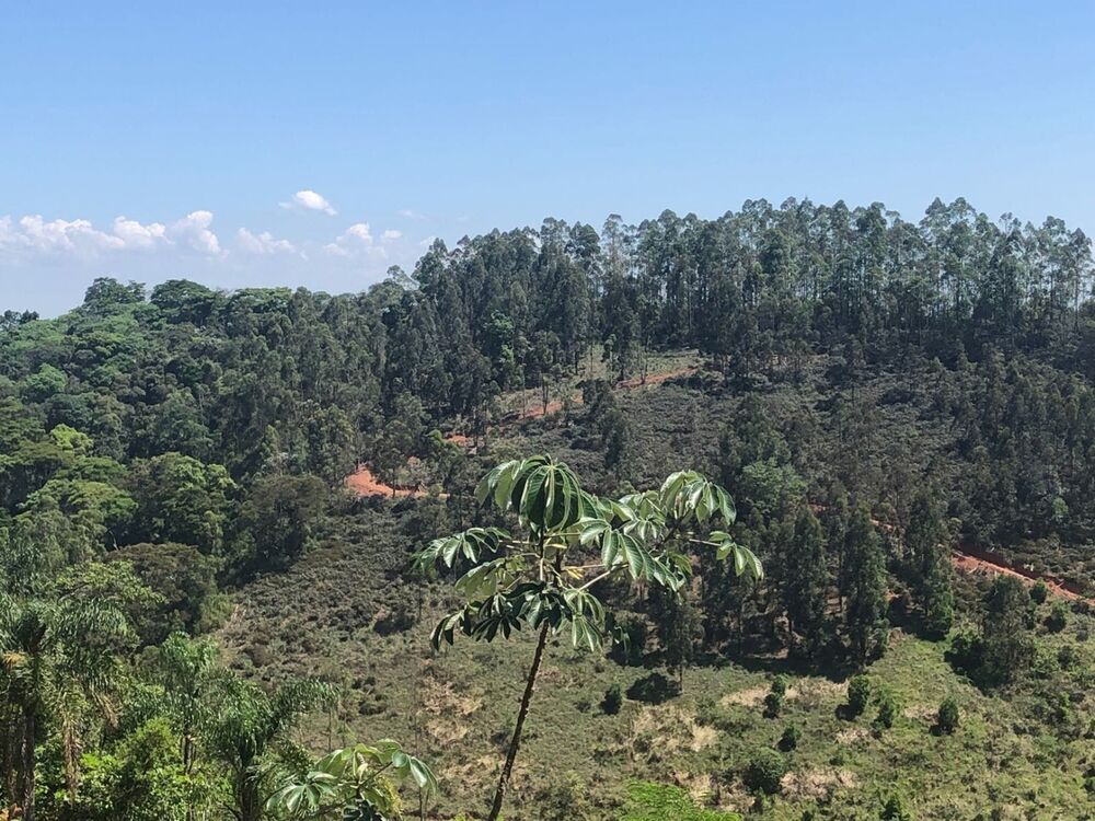 Sítio, 1 quarto, 22 hectares - Foto 13